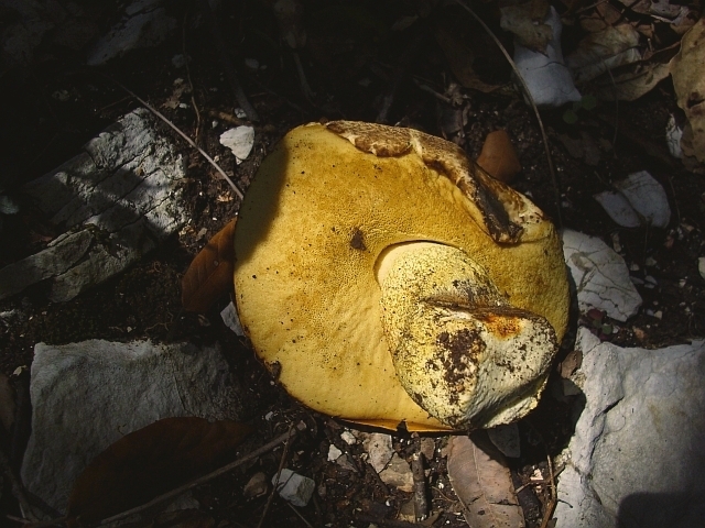 Altro Boletus... edulis o reticulatus?